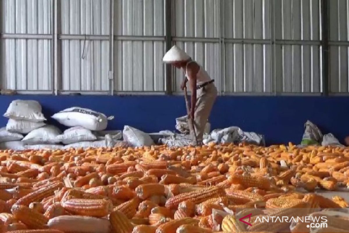 Pemkab Ngawi dorong petani tanam jagung di musim kemarau