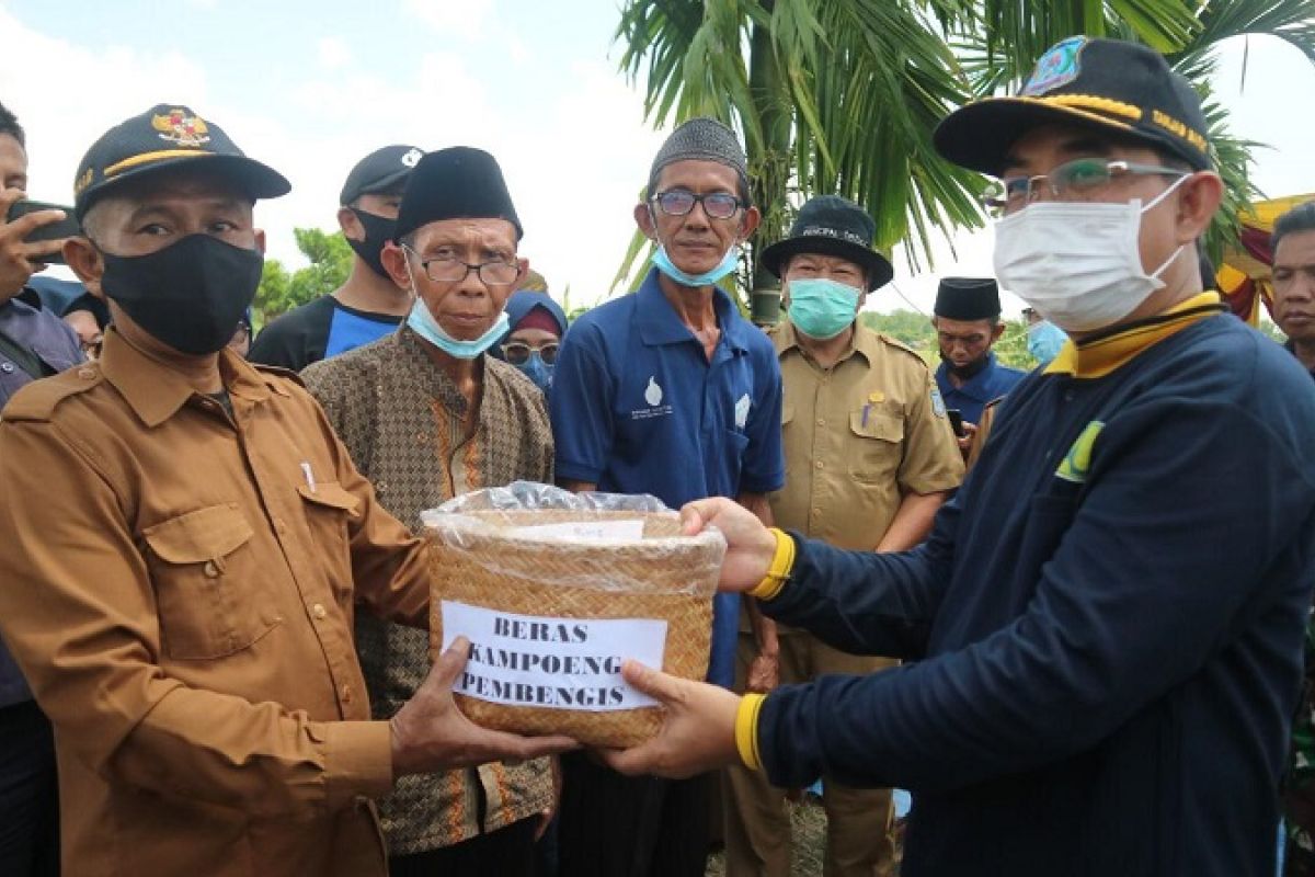 Bupati Tanjabbar panen raya di pesawahan Desa Pembengis