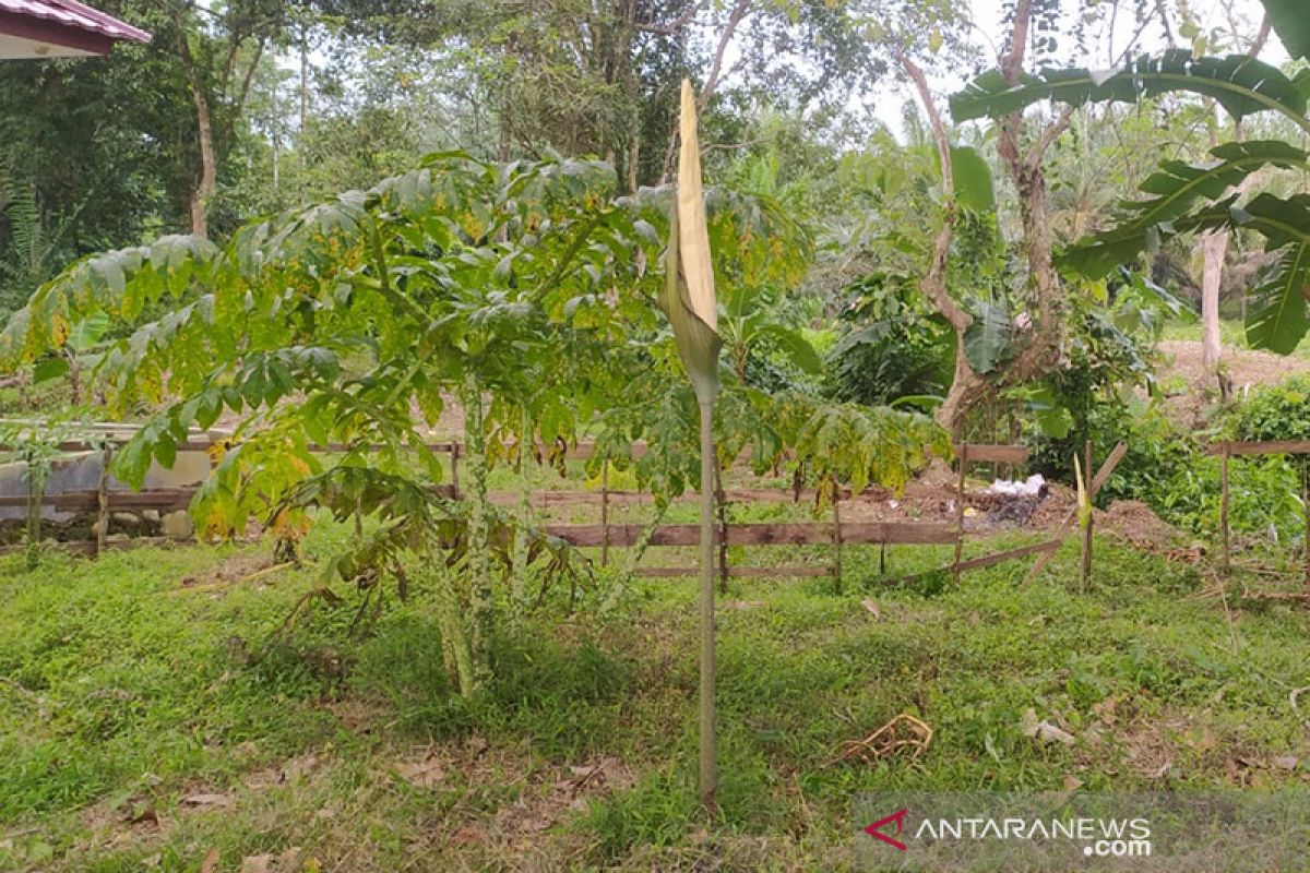 Bunga bangkai jenis Asper mekar di Tahura Bengkulu Tengah