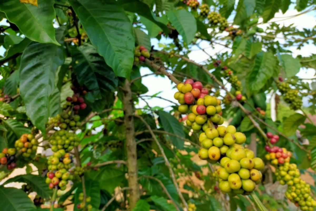 Lampung proyeksikan panen kopi tahun 2022 meningkat 94.877 ton