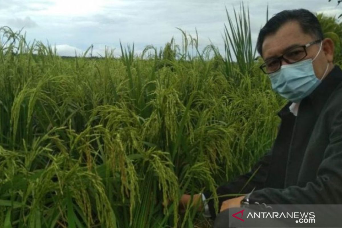 Distan Kalbar terus maksimalkan luas tanam padi untuk ketahanan pangan daerah