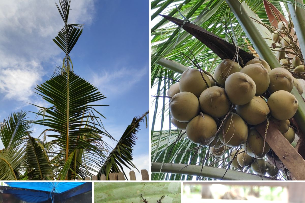 Dosen IPB University sebut feromon bisa kendalikan hama kelapa