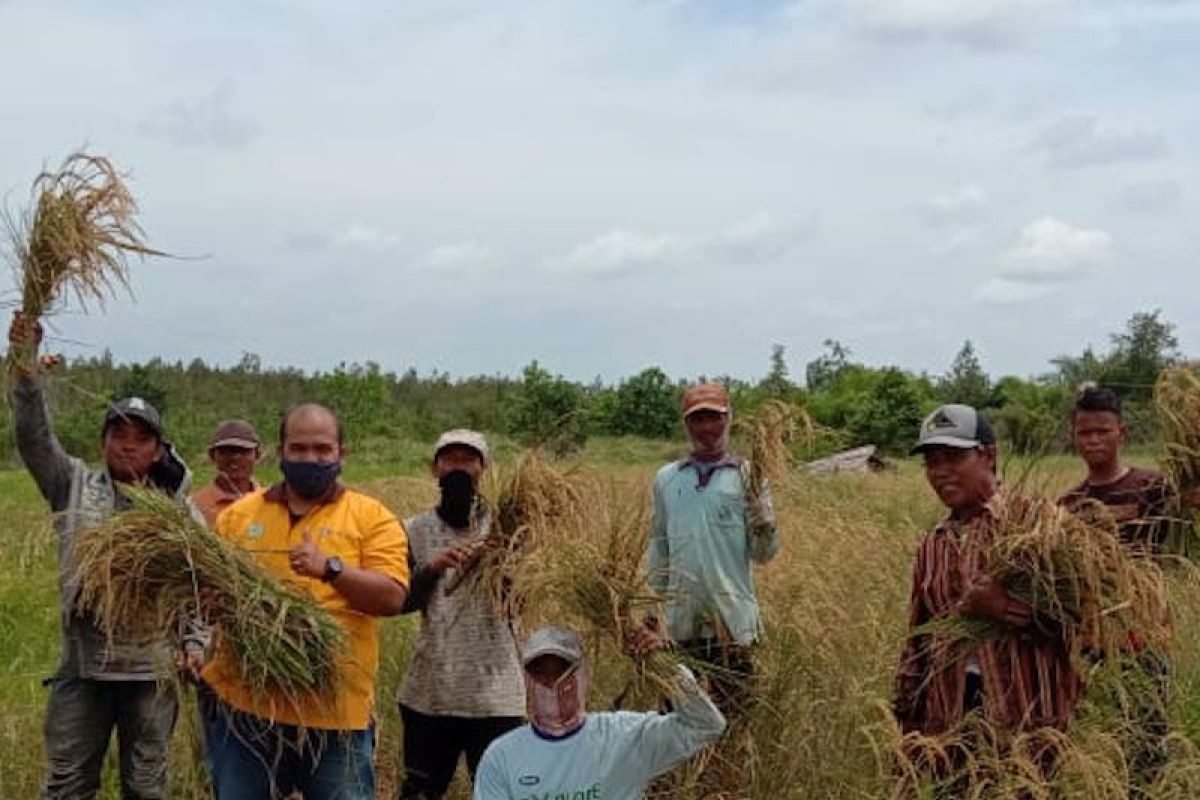 PT Rimba Hutani Mas bantu petani buka lahan tanpa bakar