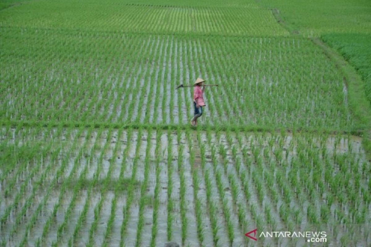 Pemerintah perlu perluas pendidikan-pelatihan bagi petani