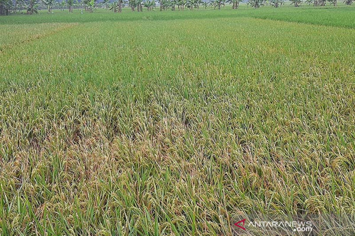 Meski kemarau, 20.000 hektare tanaman padi di Cilacap siap panen