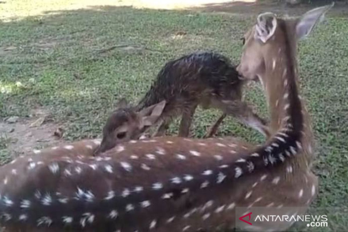 Rusa Totol di Rumdin Walikota Pangkalpinang Lahirkan Anak Pertama