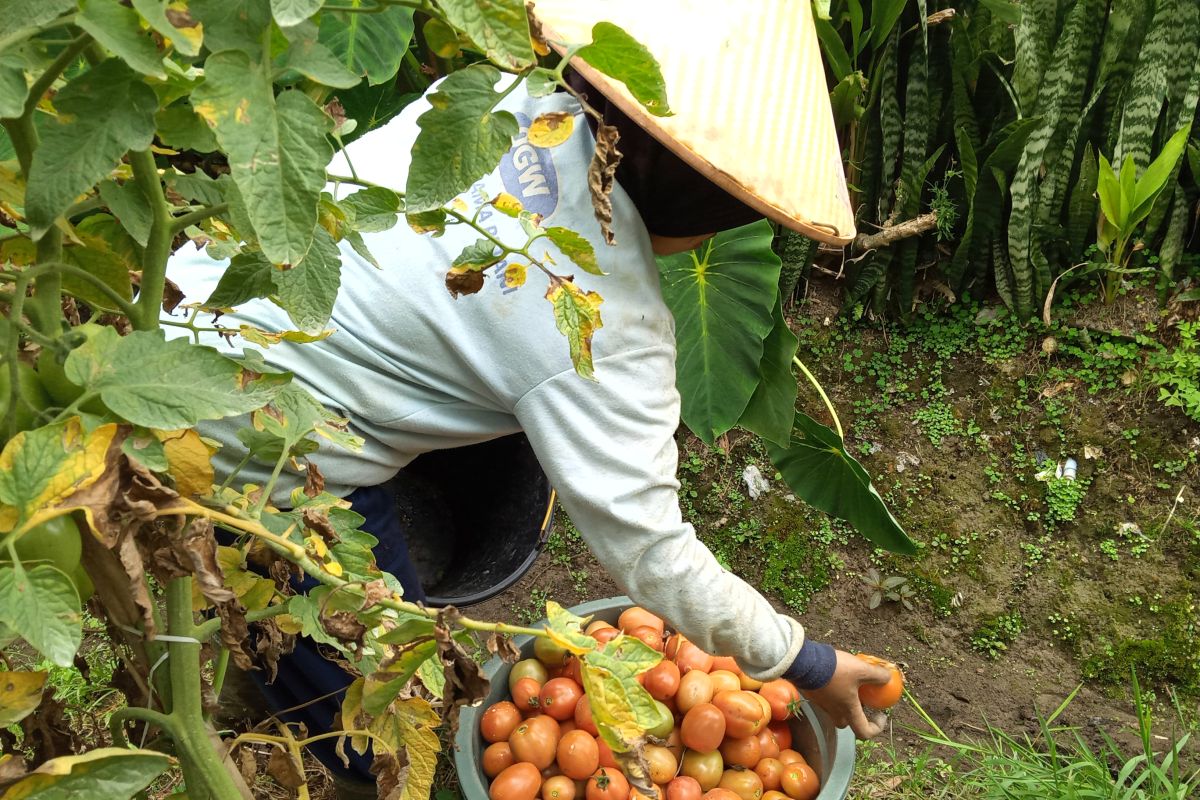 Ditingkat petani, harga tomat naik menjadi Rp5.500 per kilogram