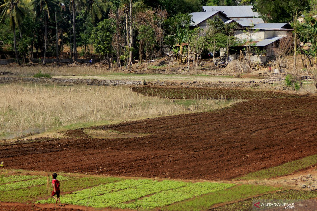 Danau baru yang terbentuk akibat Siklon Seroja di Kupang mengering