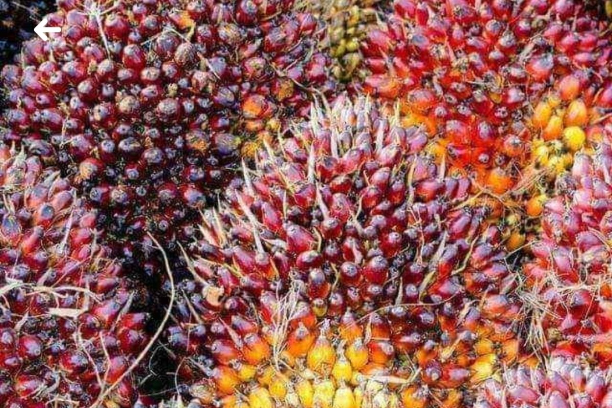 Harga buah sawit di Kabupaten Mesuji stabil