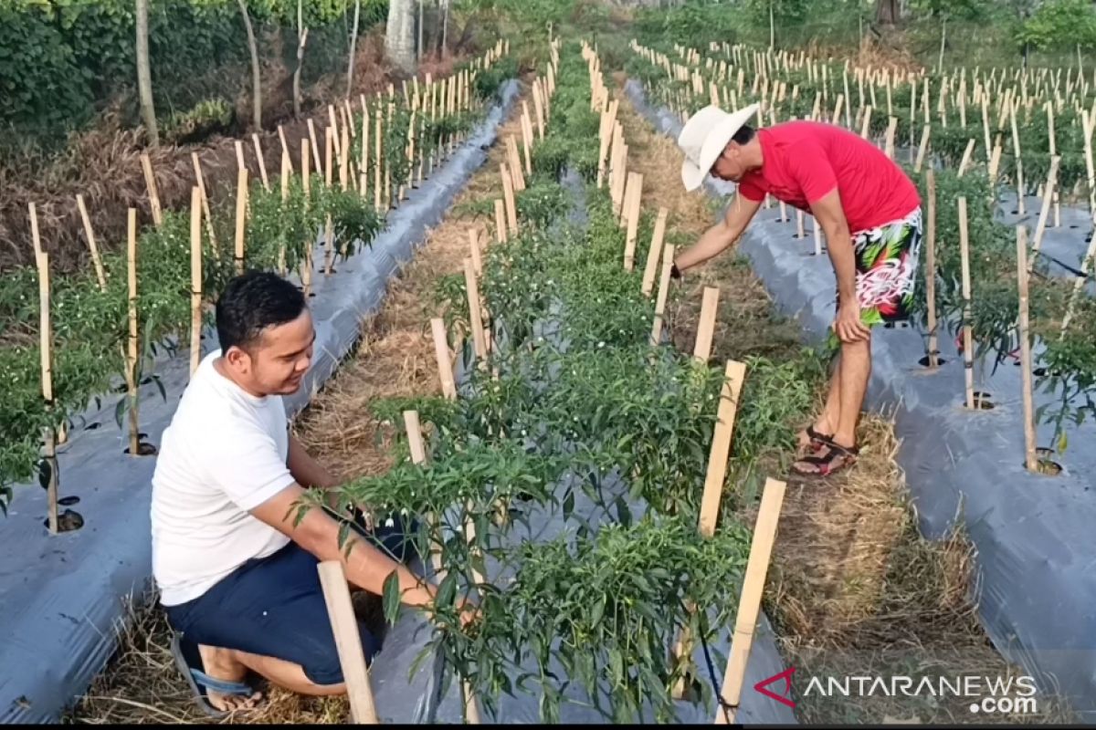 Pemuda di Meluar sukses optimalkan lahan kembangkan pertanian cabai