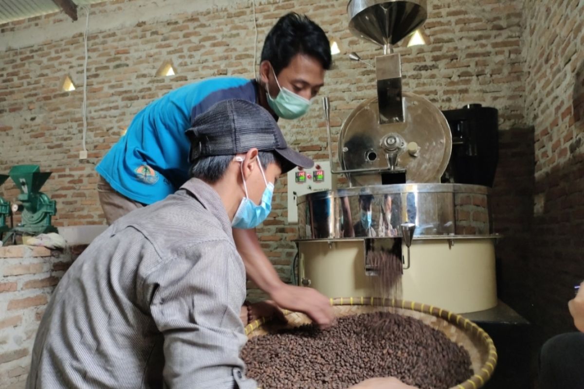 Harga biji kopi Lampung stabil pada awal musim panen raya