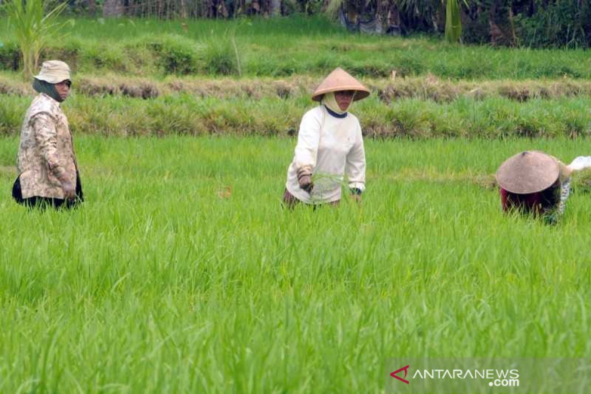 Persediaan gabah dan jagung di Boyolali aman menghadapi musim kemarau