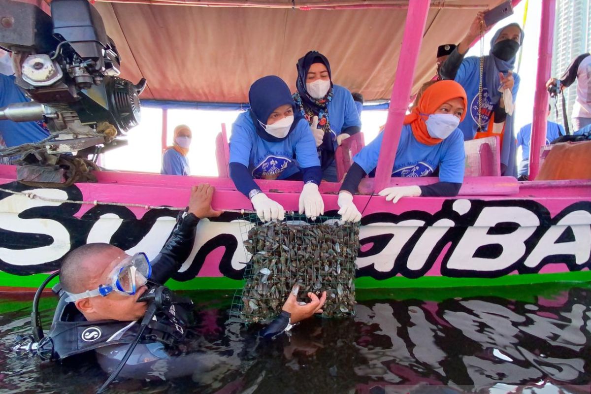 KKP restorasi kerang hijau di Teluk Jakarta untuk jernihkan laut