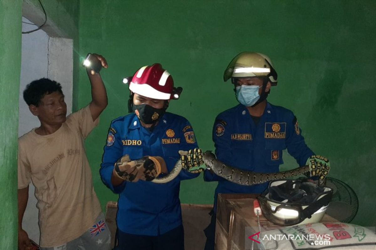 Petugas evakuasi ular melilit di sepeda motor warga Agam