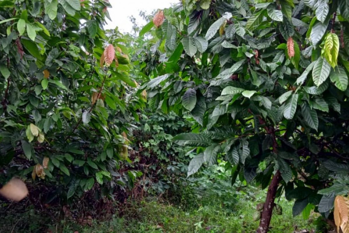Lampung kembangkan sentra kakao