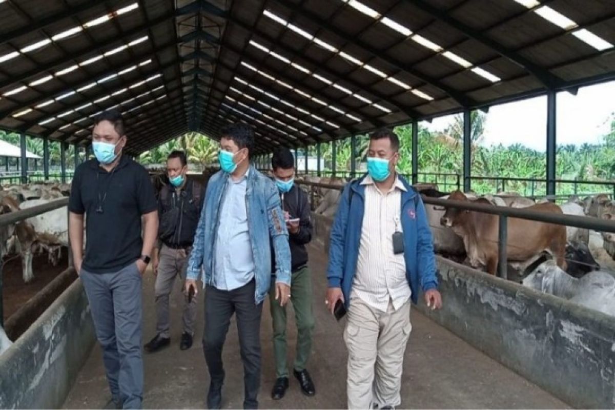 Sumut peringkat ke-8 sebagai daerah  produsen daging sapi