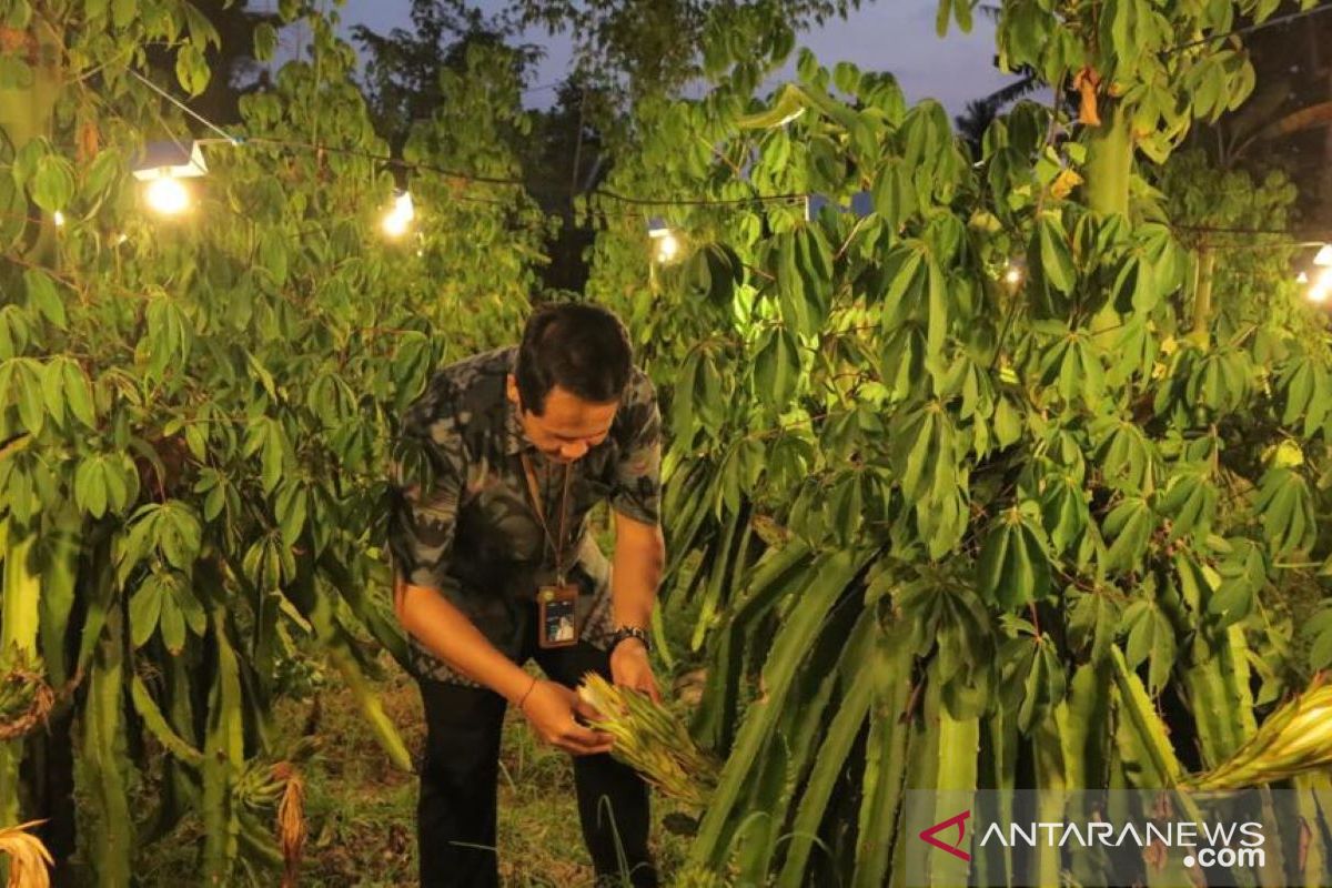 Petani Buleleng: Electrifying Agriculture PLN tingkatkan produktivitas