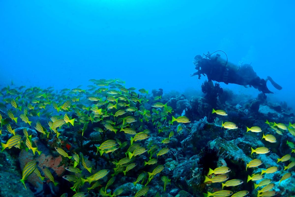 CMAS dukung Bangka-Likupang kejuaraan fotografi bawah laut