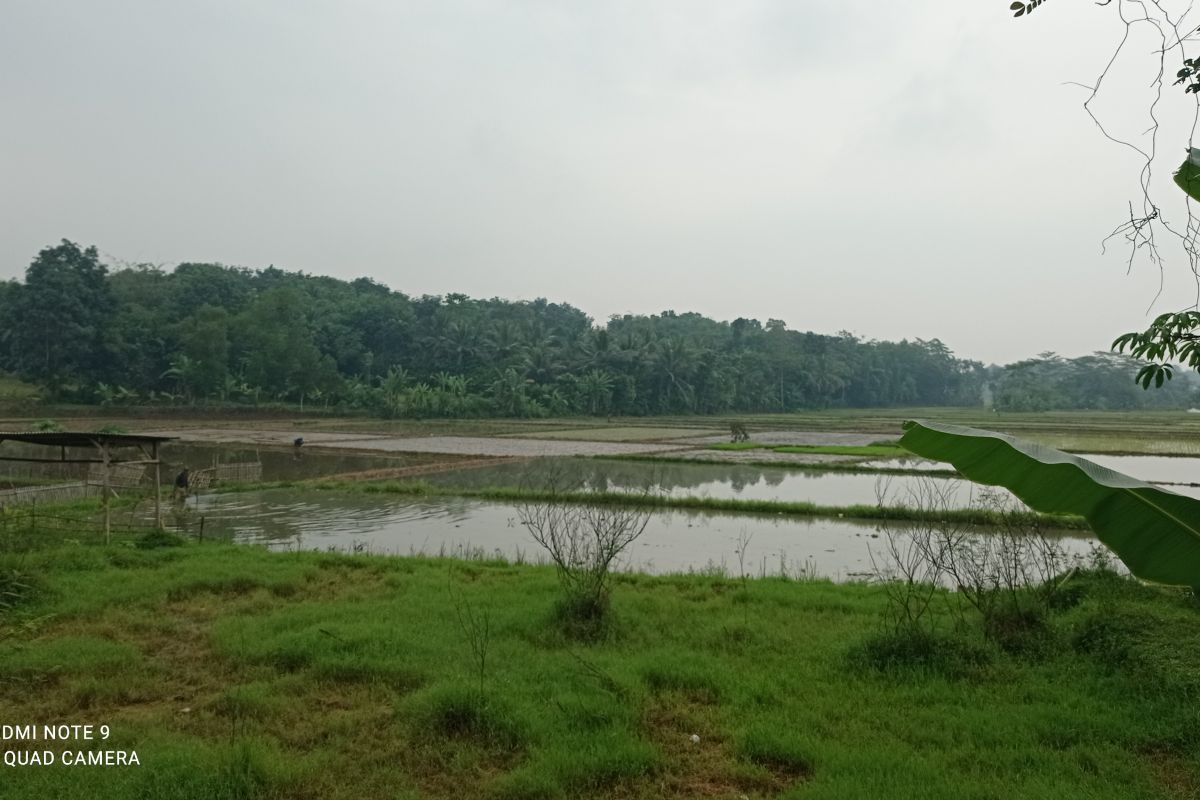 Petani di Kabupaten Lebak lakukan percepatan tanam