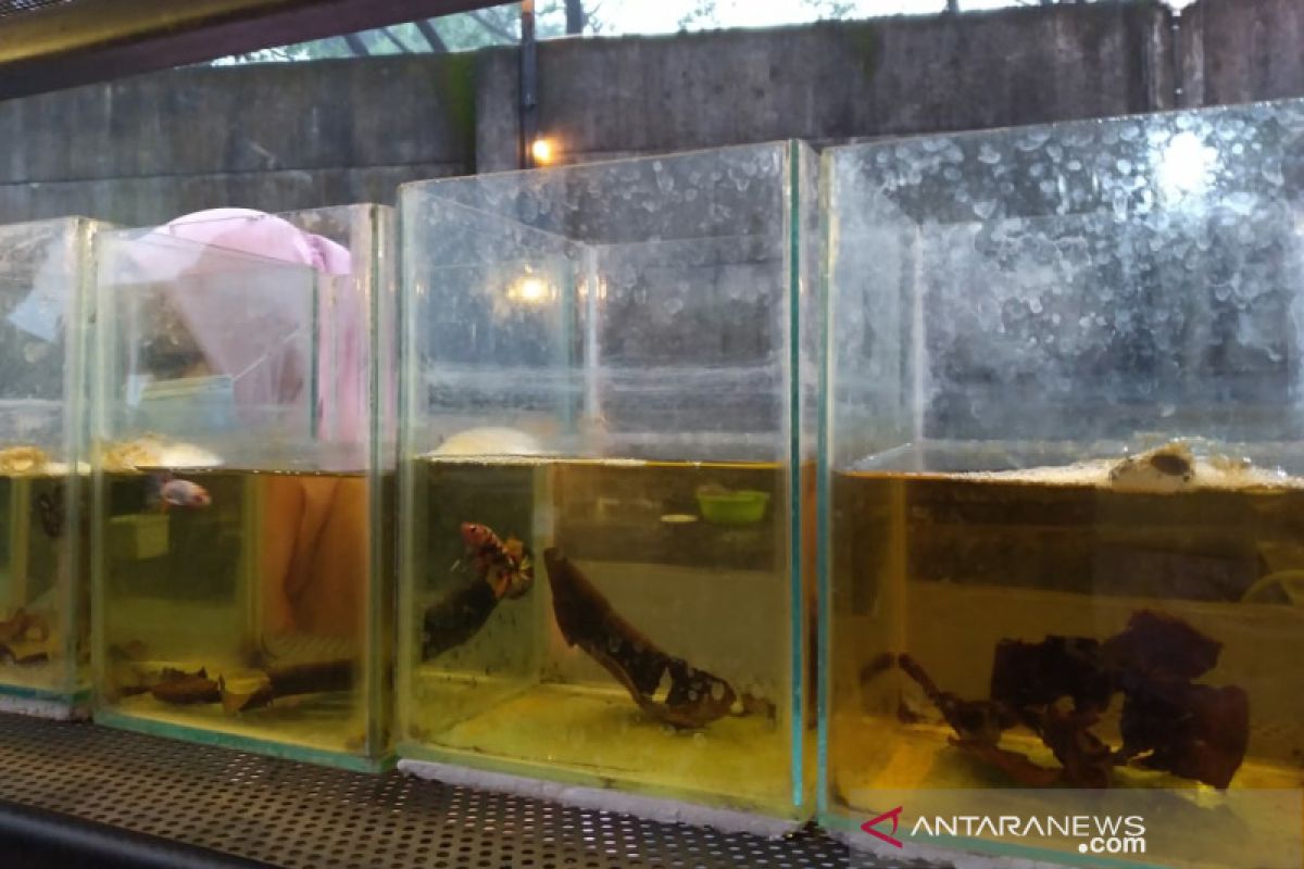 UMKM ikan cupang minta dukungan Pemerintah Surakarta kembangkan usaha