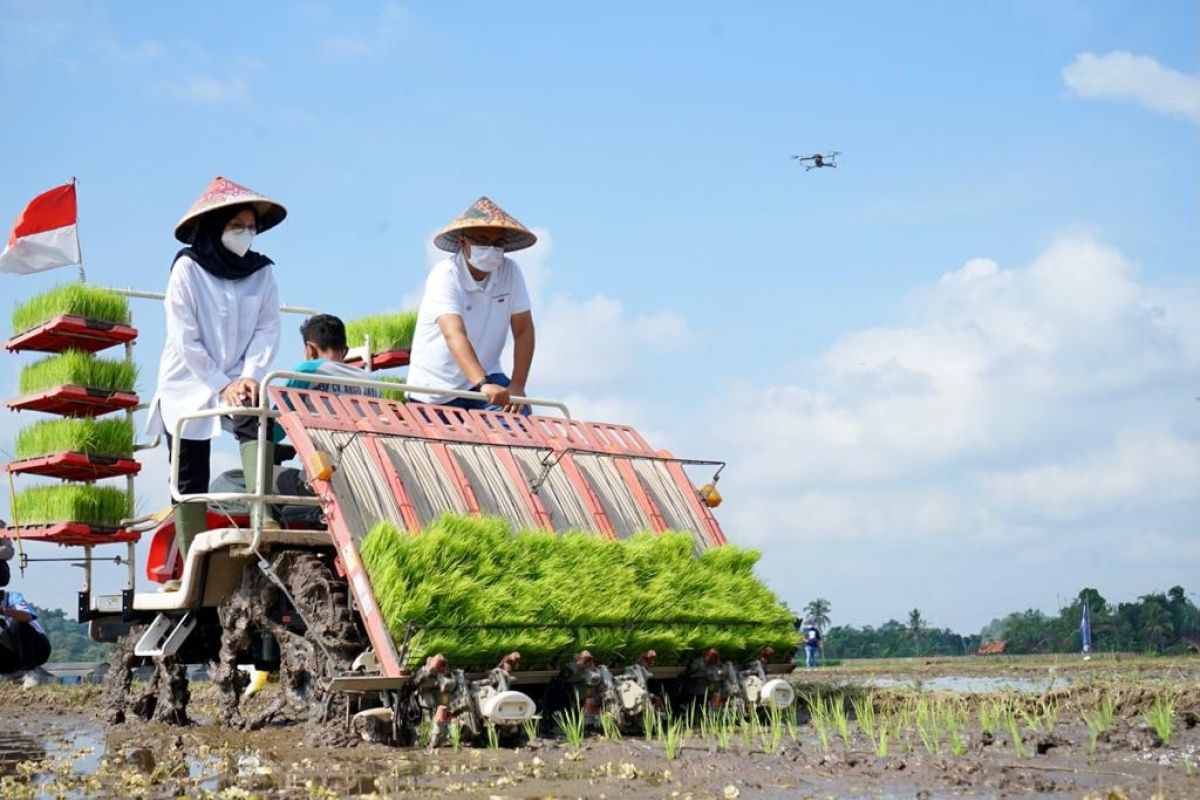 Pemkab Banyuwangi-Pupuk Indonesia tanam padi perdana metode 
