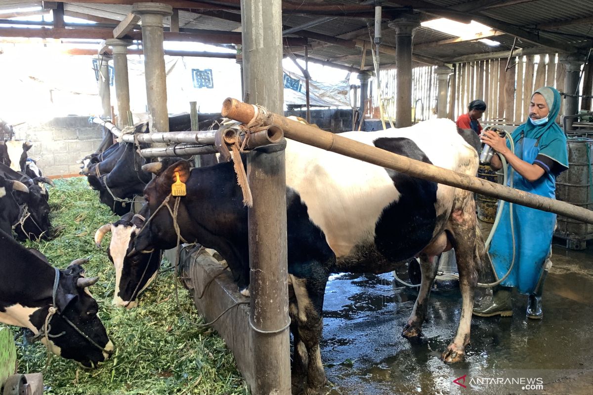 Keberadaan  Mantri BRI dorong pengembangan usaha sapi perah warga desa