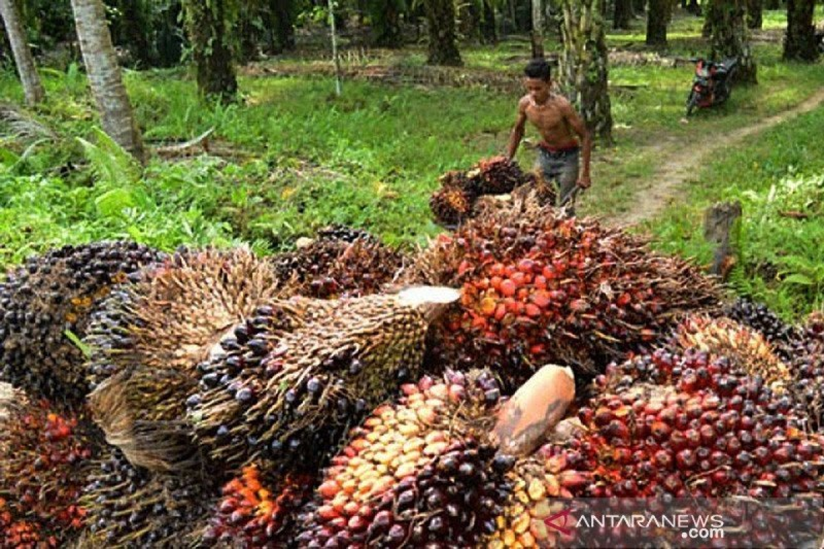 Harga sawit di Abdya masih rendah di tengah melonjaknya harga CPO