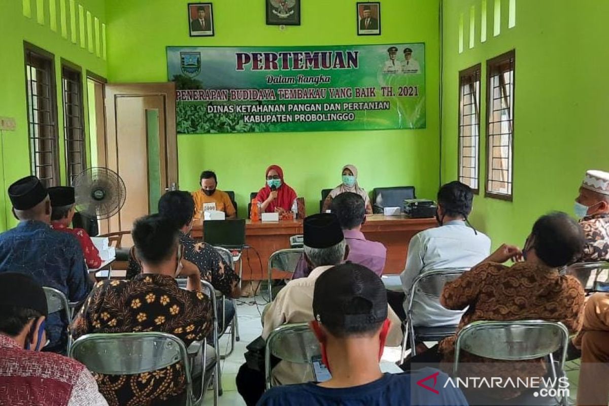 DKPP Probolinggo beri pelatihan petani tingkatkan mutu tembakau