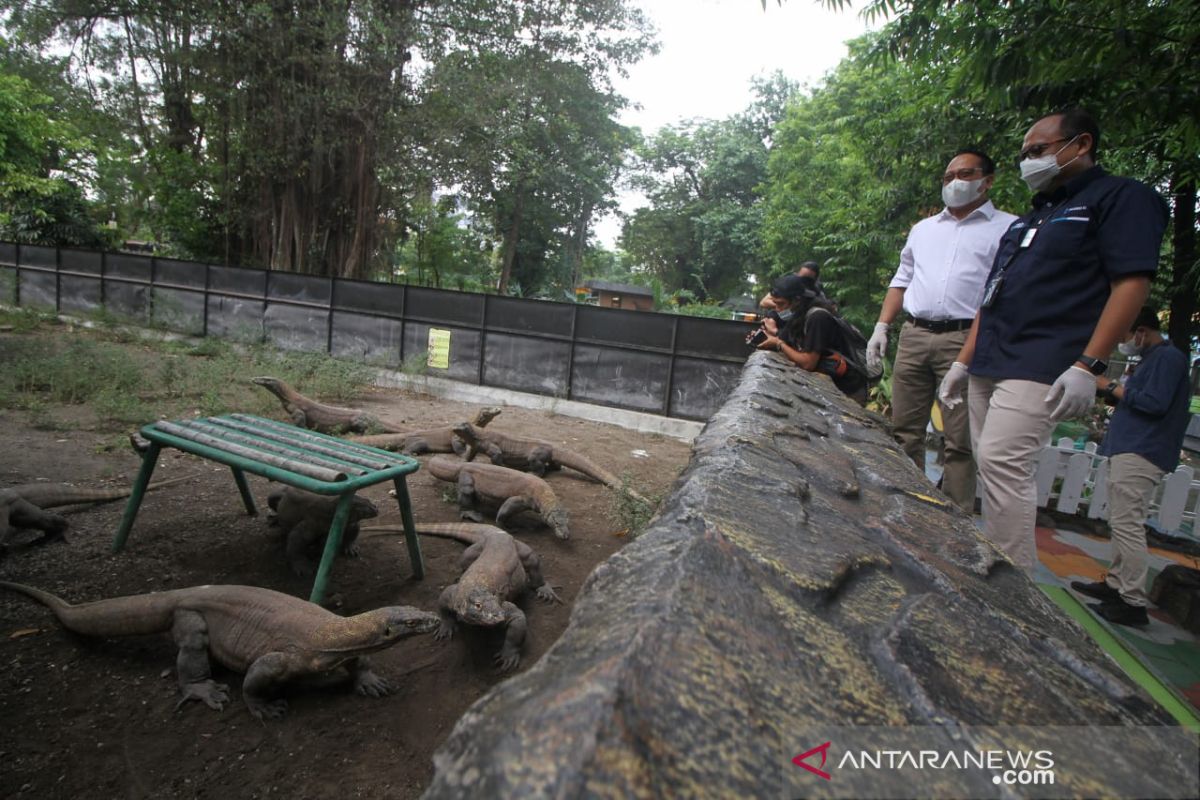 Pelindo III ikrar jadi orang tua asuh satwa komodo KBS