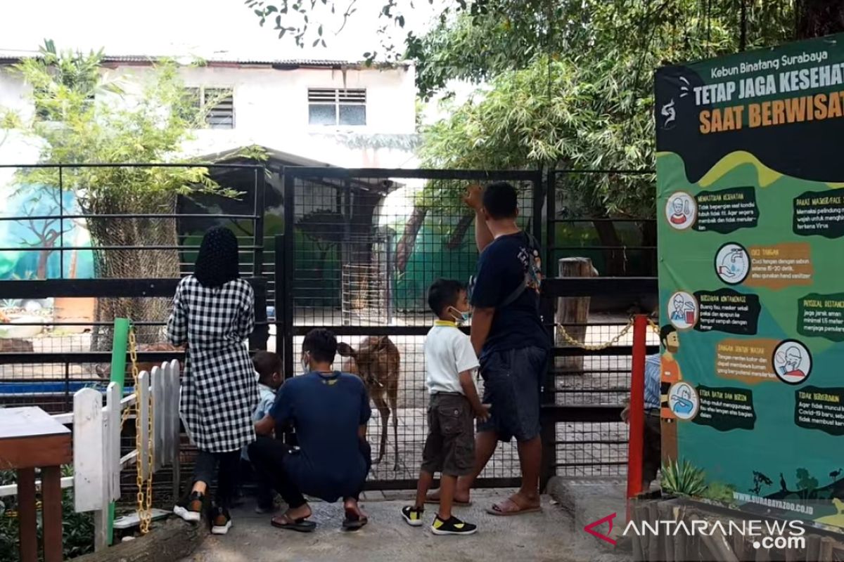 Kebun Binatang Surabaya bangkit di tengah pandemi