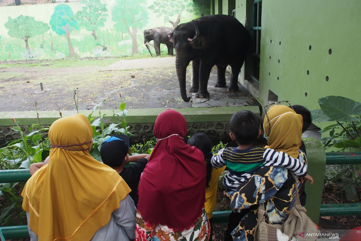 Kebun Binatang Surabaya bangkit di tengah pandemi