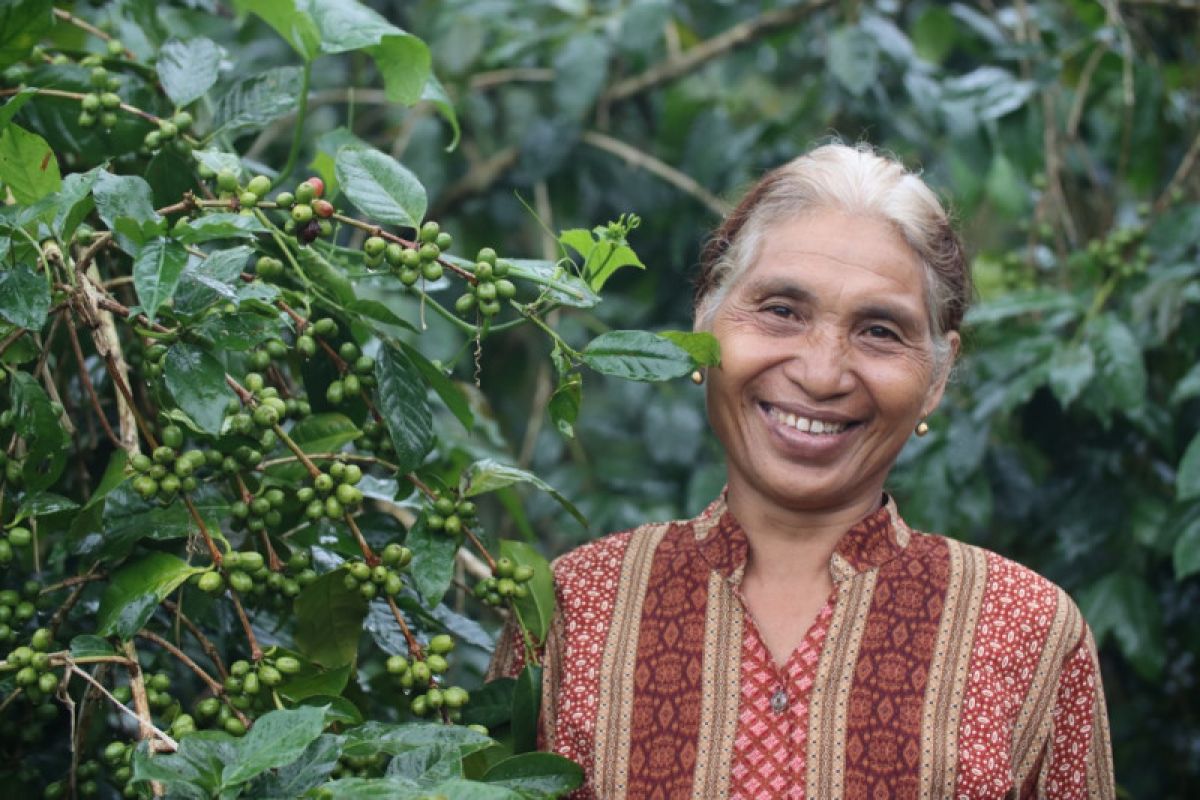 Kopi Flores dan kesejahteraan petani lokal