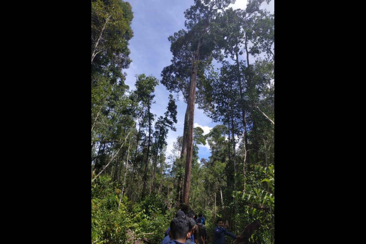 Selain terdakwa kayu ilegal logging di Kapuas Hulu juga milik seorang saksi