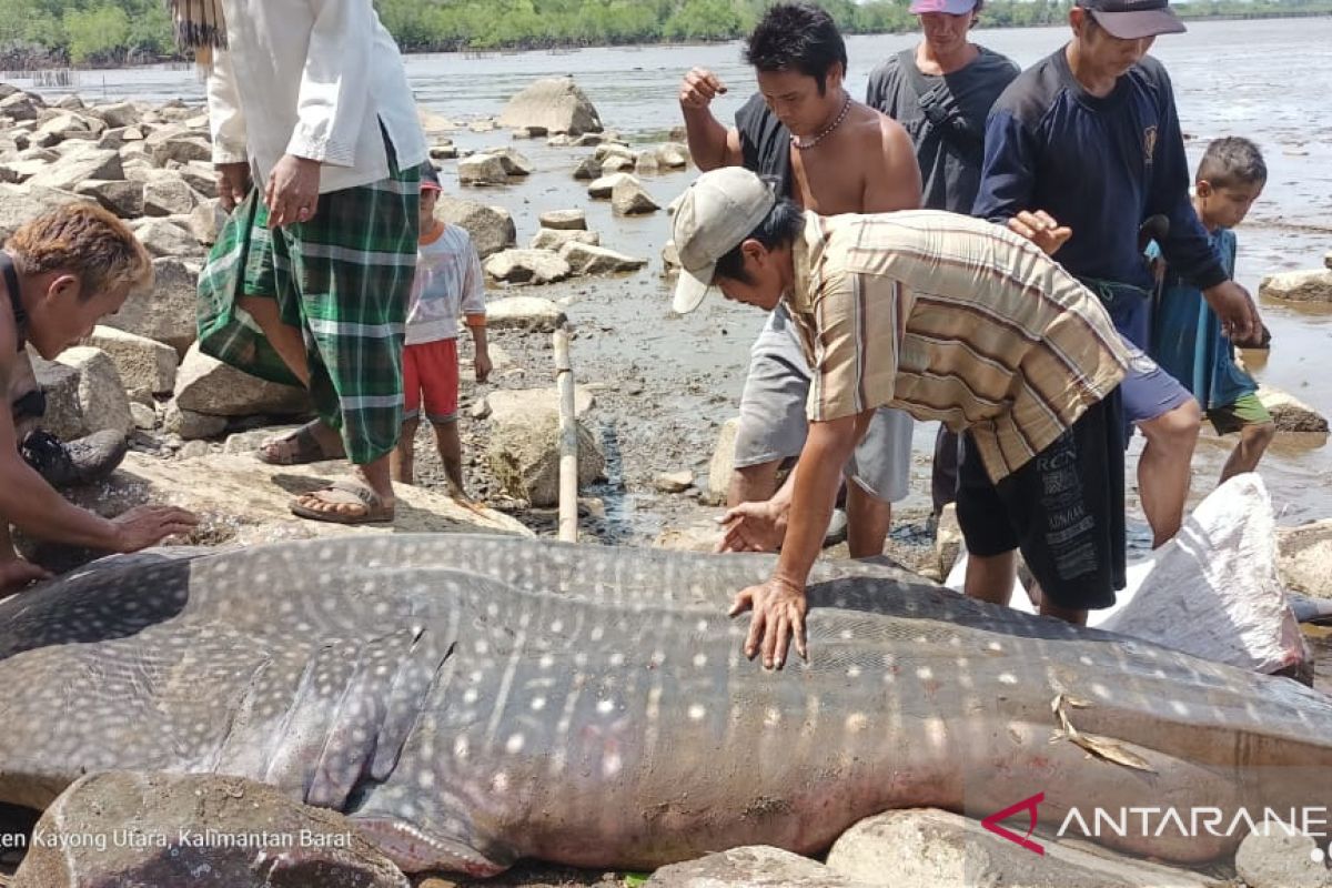 Seekor Hiu Paus ditemukan warga terdampar di Pantai Kuari Kayong Utara