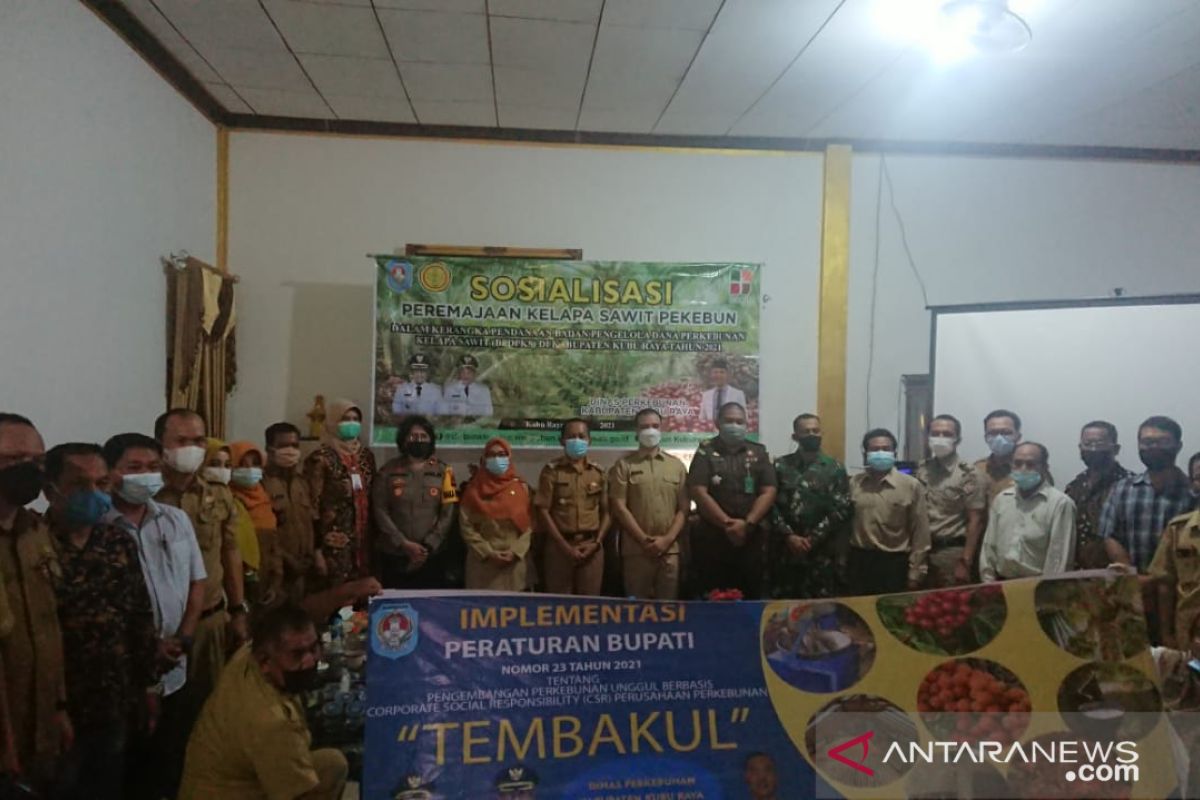 Disbun Kubu Raya bakal lakukan peremajaan 500 hektare lahan sawit