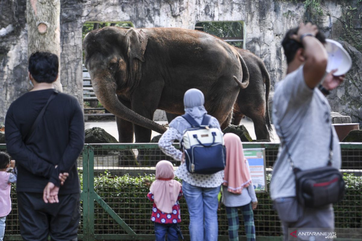 Taman Margasatwa Ragunan batasi kapasitas kunjungan 50 persen