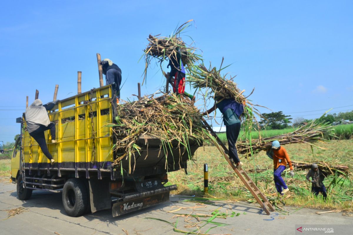 PT RNI jamin harga minimal pembelian gula petani Rp10.500/Kg