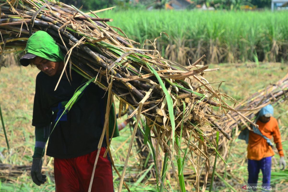 APTRI: Jangan seret nama petani untuk mengimpor gula