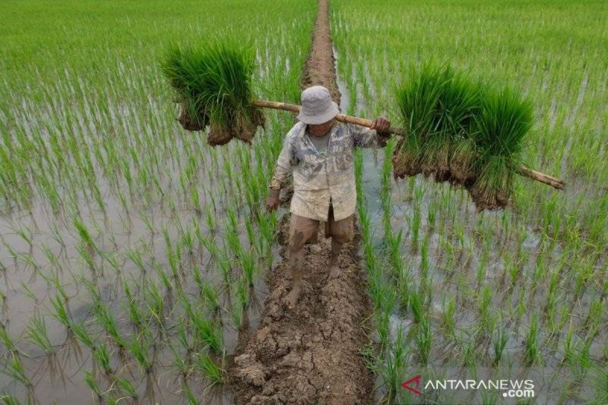 Dinas Pertanian Sulsel siapkan benih padi gratis untuk 600.000 hektare sawah