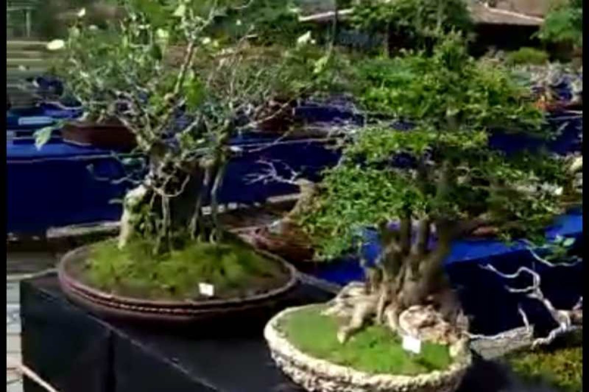 Ratusan tanaman bonsai ikuti kontes di Borobudur