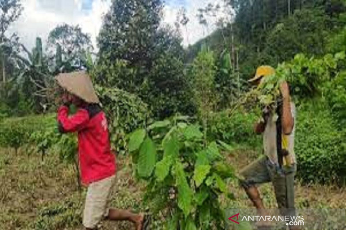 Petani di Konawe Selatan keluhkan penurunan harga nilam