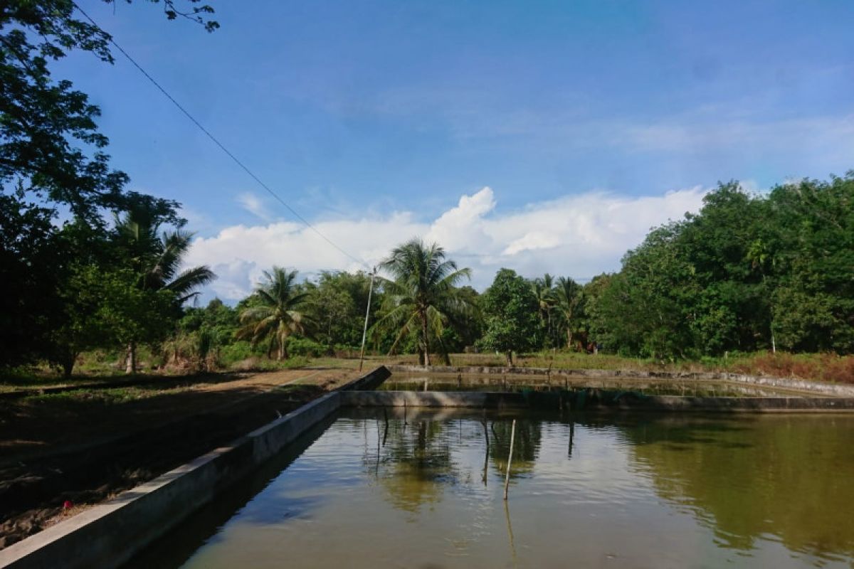 Begini cara Aceh Jaya meningkatkan kualitas benih ikan