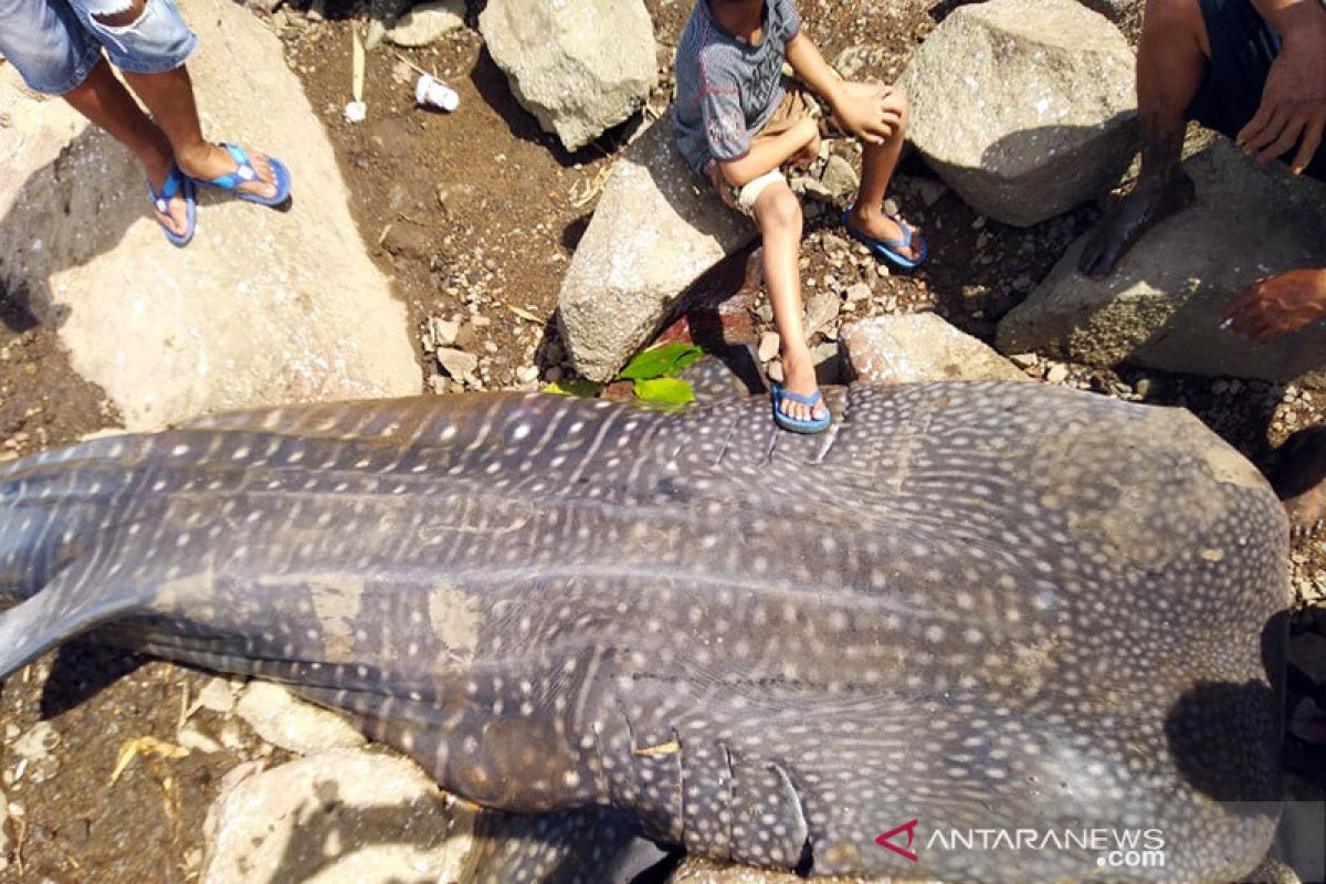 Warga Kayong Utara temukan seekor hiu paus terdampar di Pantai Kuari