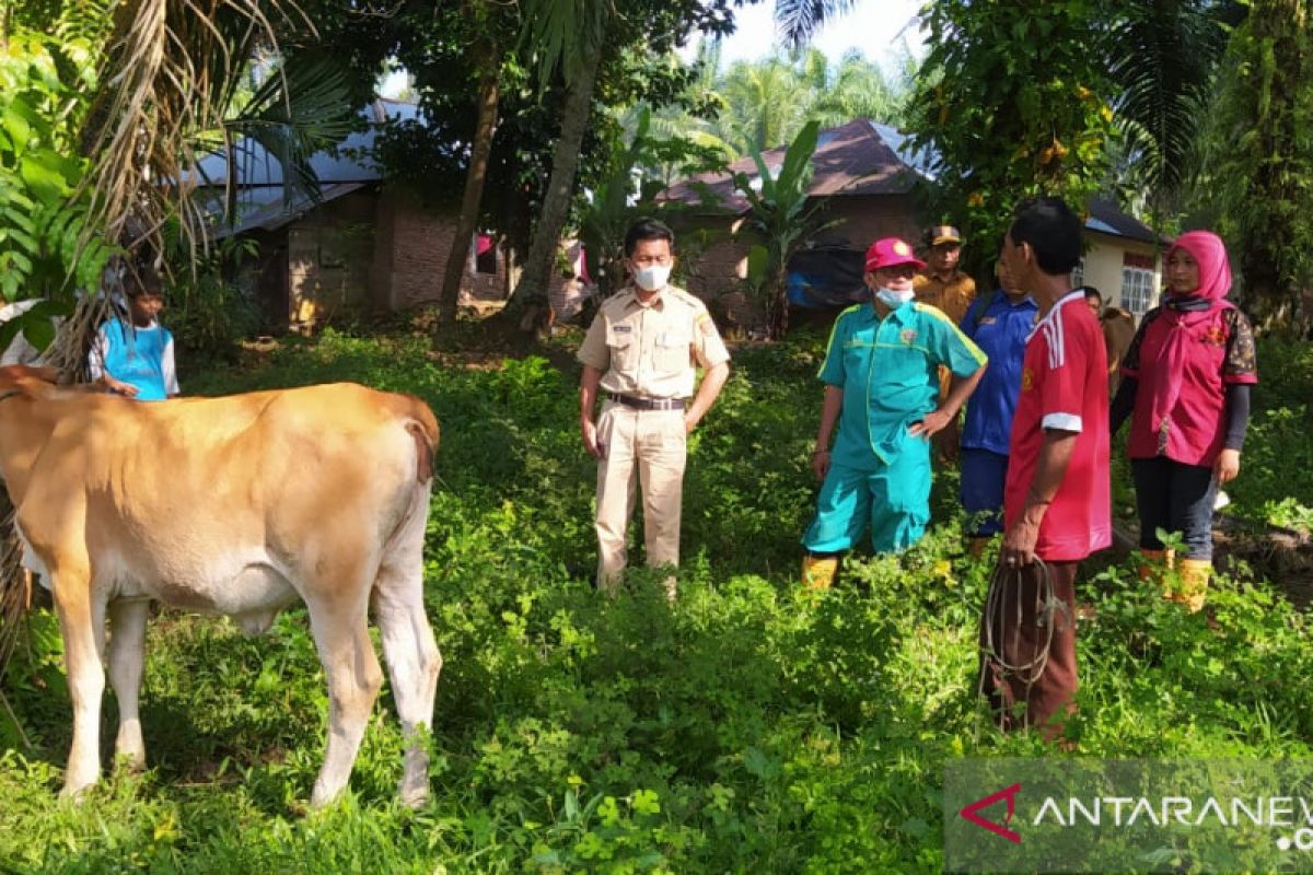 Menjelang Idul Adha, sebanyak ini ketersediaan ternak sapi dan kambing di Agam