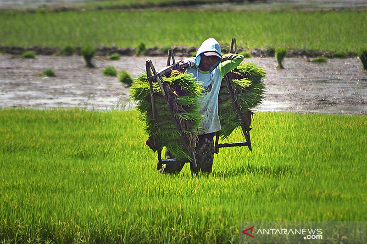 Kementan bangun sistem benih untuk capai produksi 35 juta ton beras