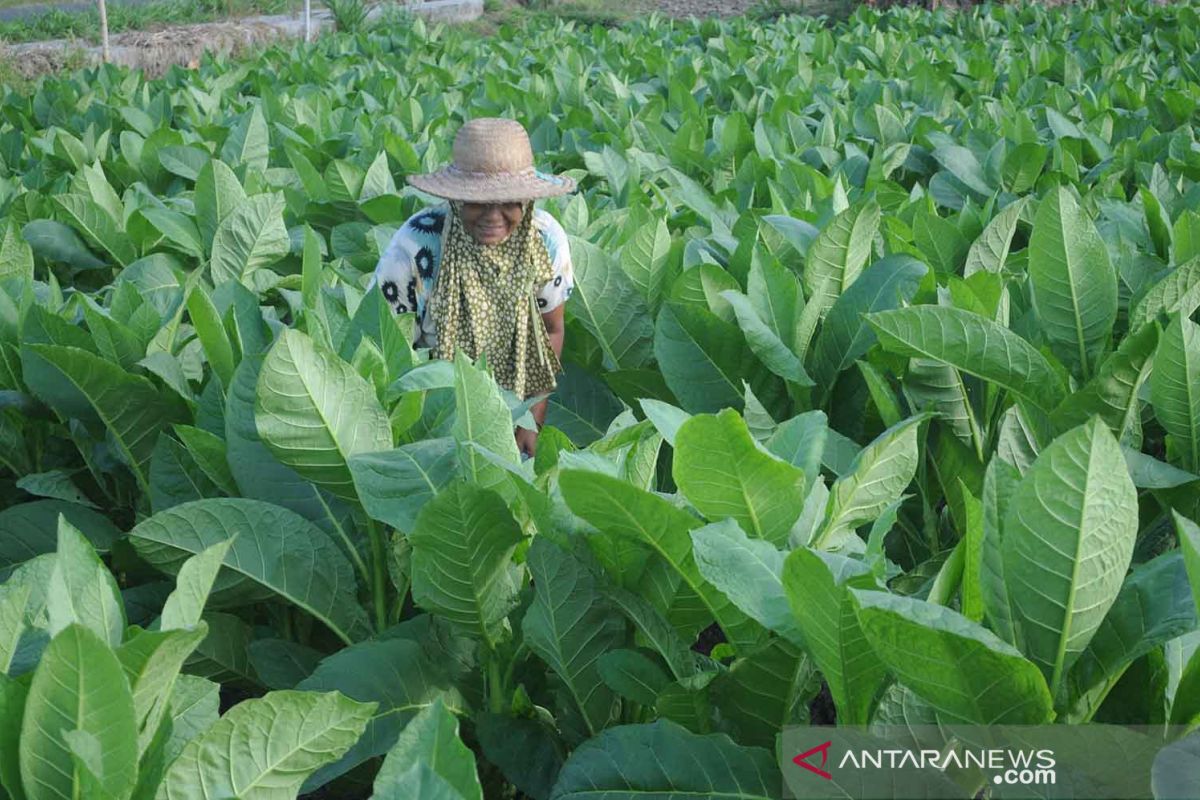 Kontribusi tanaman tembakau Lamongan, Jatim, meningkat