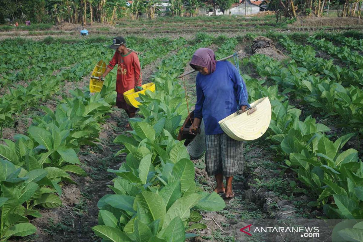 Pemerintah diminta realisasikan dana bagi hasil cukai hasil tembakau