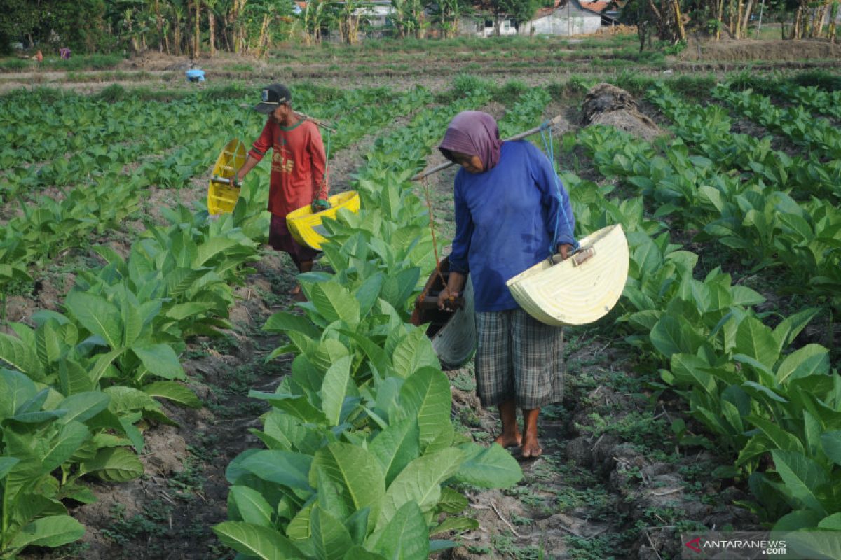 Pakar: Diversifikasi dan alih tanam dukung pengendalian tembakau