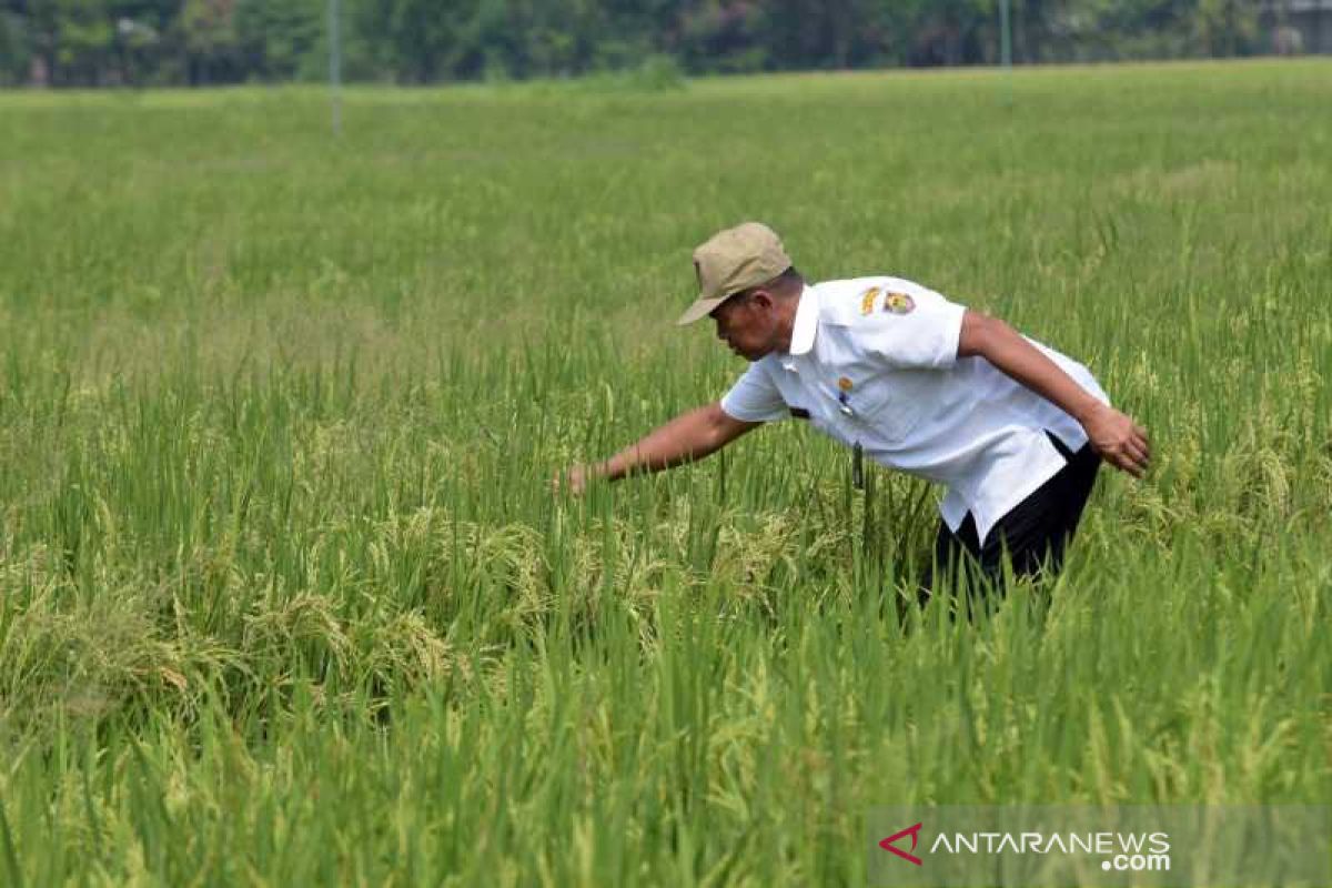 Boyolali targetkan produksi 160.000 ton setara beras