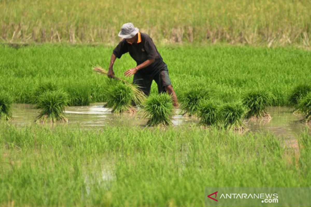 Wabup Aceh Utara usul lahan gambut untuk pengembangan pertanian